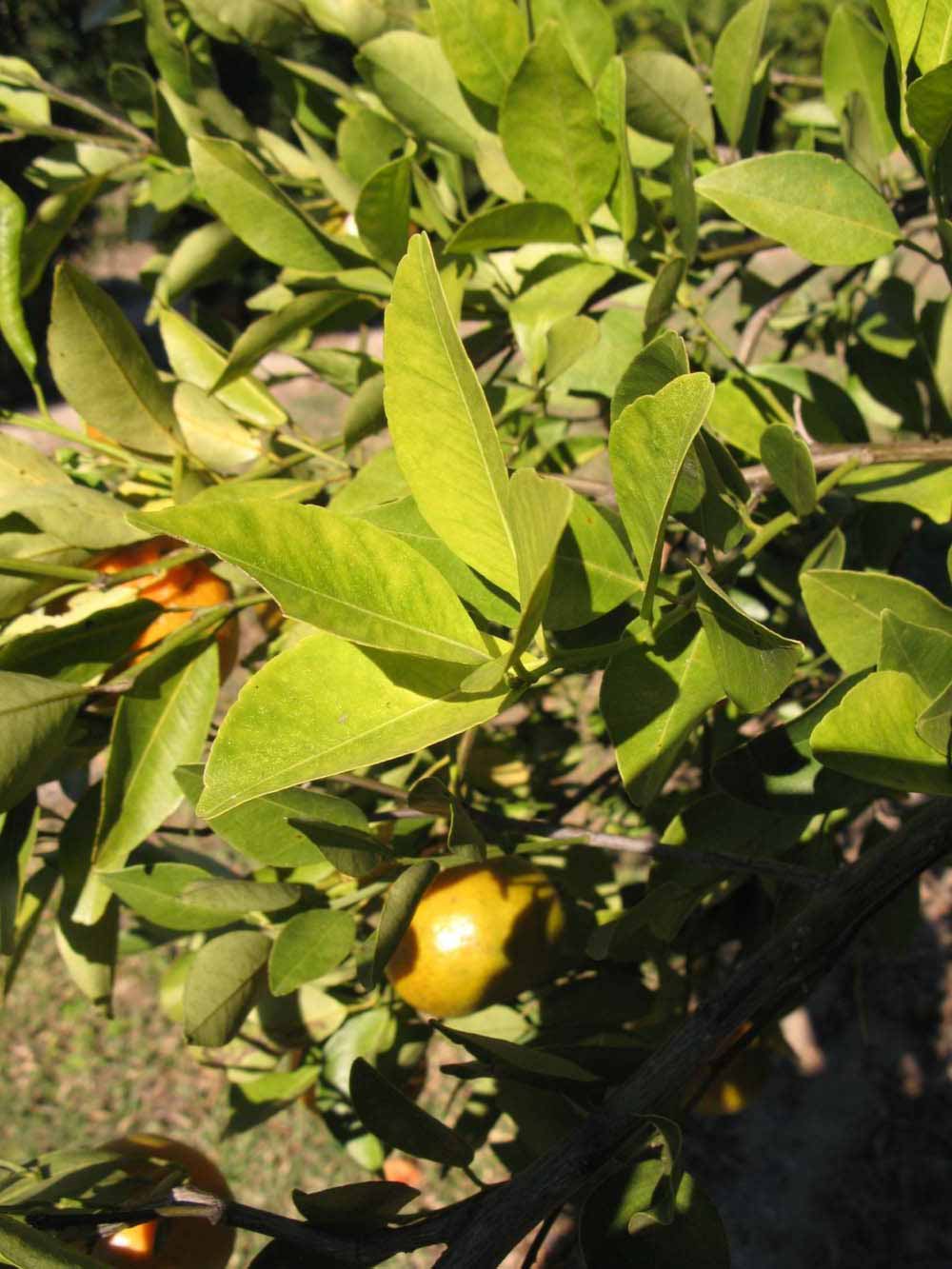            Sun leaves (Winter Haven, FL)   